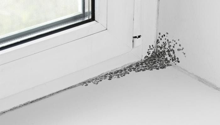 How to Kill Black Mold on Windowsills - 1-800-HANSONS