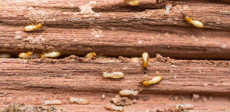 termites in roof: what to do