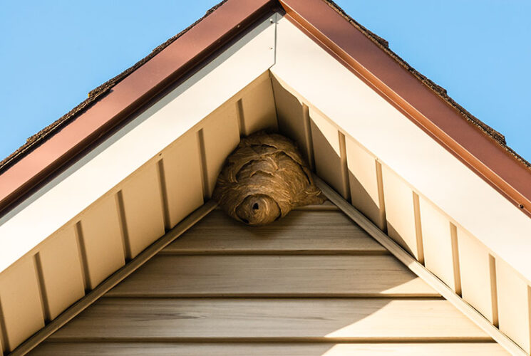 how to get rid of bees in siding