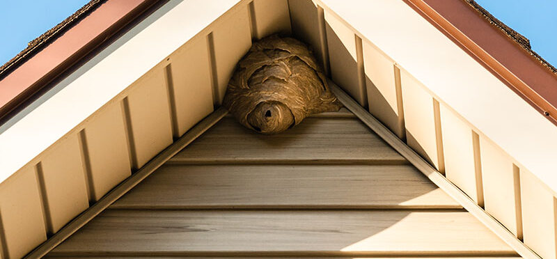 how to get rid of bees in siding