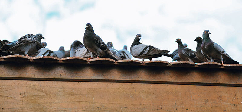 how to keep birds off roof