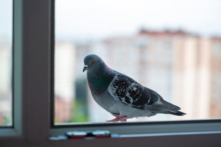 how to stop birds flying in to your windows